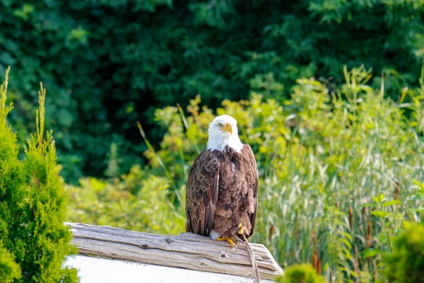 Ein Selektiver Fokusschuss Eines Weißkopfseeadlers Der Auf Einem Stück Holz — Stockfoto