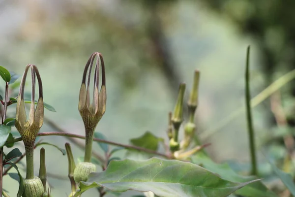 Closeup Shot Plant Nature — Stock Photo, Image