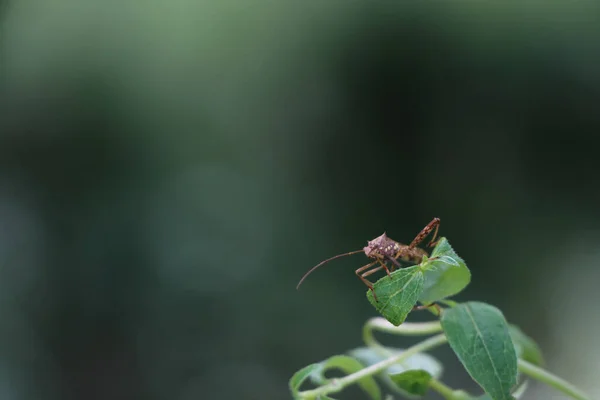 Een Close Shot Van Een Krekel Een Plant Tegen Een — Stockfoto