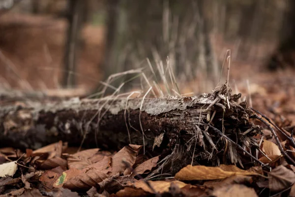 Detailní Záběr Spadlého Podzimního Listí — Stock fotografie