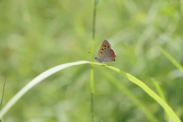 Zbliżenie Ujęcia Pięknego Motyla Roślinie — Zdjęcie stockowe
