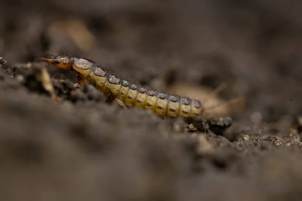 Imagem Microscópica Uma Lagarta Rastejando Sobre Algum Solo — Fotografia de Stock