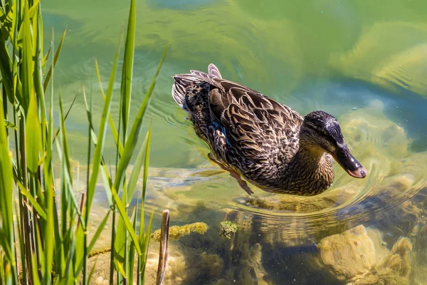 一只母鸭在透明的水面上的特写 — 图库照片