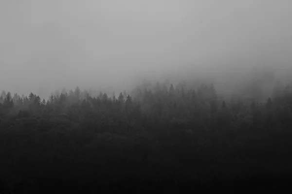 Beau Cliché Une Forêt Épaisse Par Une Journée Brumeuse — Photo