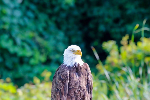 Selective Focus Shot Bald Eagle — Stock Photo, Image