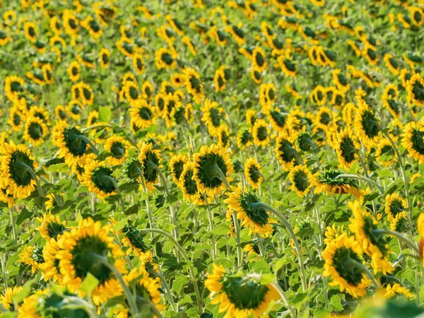 Campo Adorável Belos Girassóis Florescendo — Fotografia de Stock