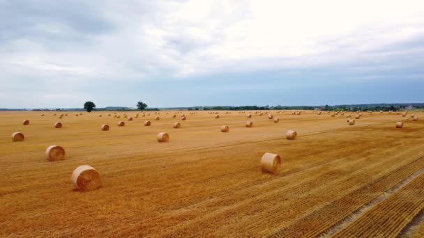 Campo Fardos Heno Campo — Vídeos de Stock