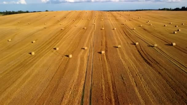 Tworzenie Stosów Siana Polu Jesienią — Wideo stockowe