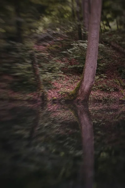 川に映る木々の垂直ショット — ストック写真
