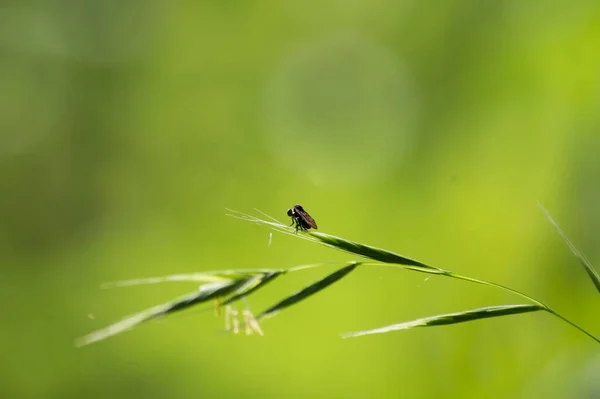 昆虫特写镜头自然界中植物上昆虫的特写镜头 — 图库照片