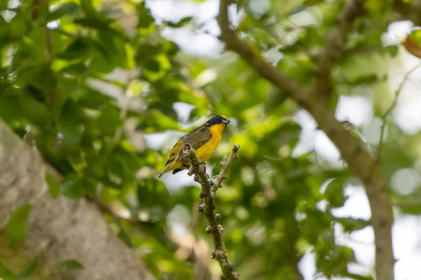 Tiro Seletivo Foco Tanager Preto Amarelo Empoleirado Galho Árvore Sob — Fotografia de Stock