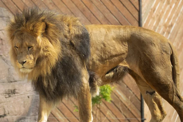 Een Close Opname Van Een Leeuw Een Zoo Park — Stockfoto