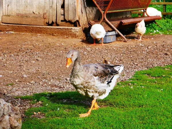 Schöne Bild Der Gans Leben Einem Bauernhof Mit Hühnern Hintergrund — Stockfoto