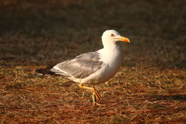 Primer Plano Una Gaviota Costa — Foto de Stock