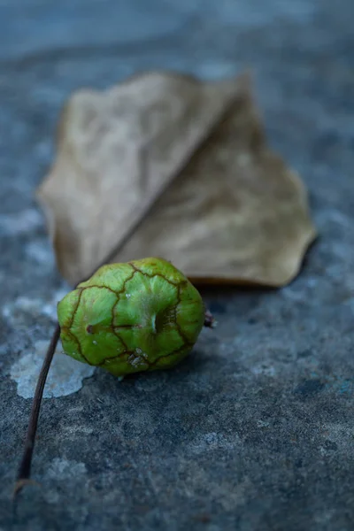 Cypřišové Ořechy Přírodní Květiny Terénu — Stock fotografie