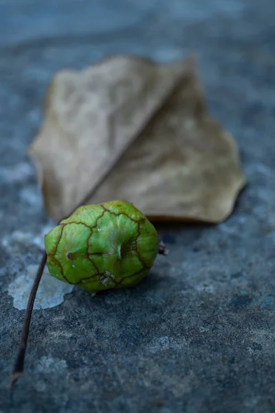 Cipressen Natuurlijke Bloemen Het Veld — Stockfoto