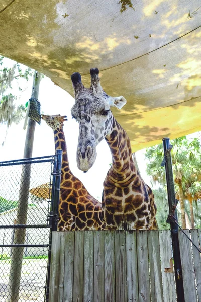 Detailní Záběr Rozkošné Žirafy Zoo — Stock fotografie