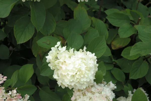 Eine Schöne Aufnahme Von Siebenrindenblumen Einem Botanischen Garten — Stockfoto