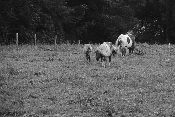 Černobílý Výstřel Koní Farmě — Stock fotografie