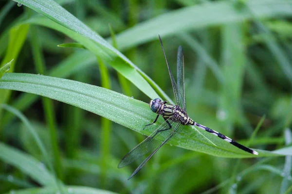 Selective Focus Black Dragonfly Green Plant Blurred Garden Background — Stock Photo, Image