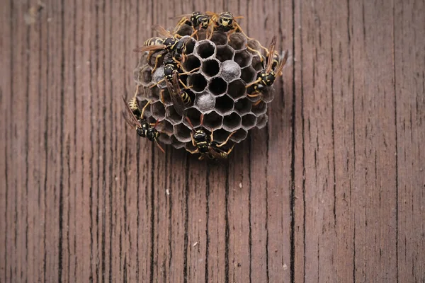 벌집을 말벌의 — 스톡 사진
