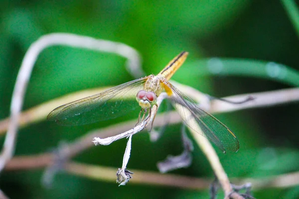 Enfoque Selectivo Una Libélula Roja Sobre Una Planta Verde Sobre — Foto de Stock