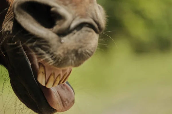 Zbliżenie Konia Otwartymi Ustami — Zdjęcie stockowe