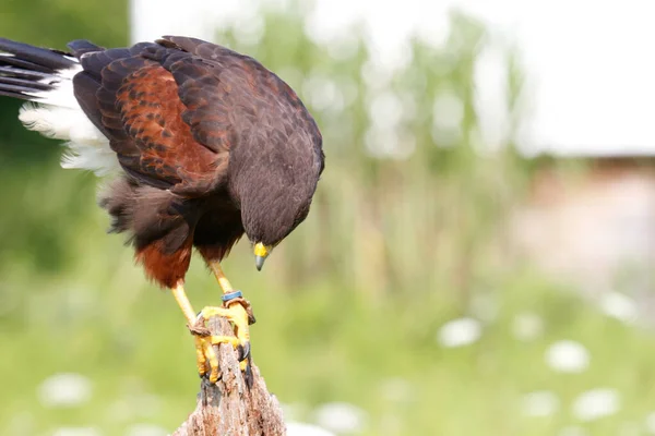 Selective Focus Shot Harris Hawk Perched Piece Wood Field — Stock Photo, Image