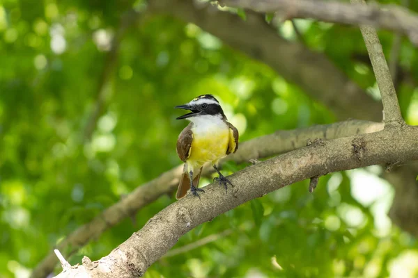 Eine Selektive Fokusaufnahme Eines Schwarz Gelben Tanagers Der Sonnenlicht Auf — Stockfoto