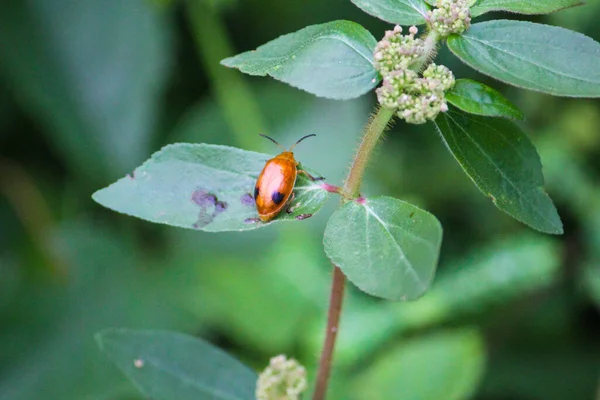 Bahçedeki Yeşil Bir Yaprağın Üzerindeki Uğur Böceğinin Yakın Plan Fotoğrafı — Stok fotoğraf