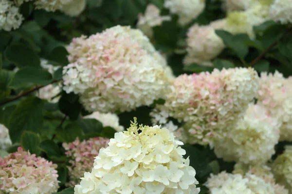 Een Close Shot Van Sevenbark Bloemen Een Botanische Tuin — Stockfoto