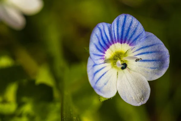 Bahçedeki Veronica Filiform Çiçeğinin Seçici Bir Yakın Çekimi — Stok fotoğraf