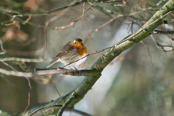 Seul Robin Une Journée Hiver Ensoleillée Froide Sur Arbre — Photo