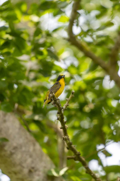 Een Verticaal Schot Van Een Zwart Gele Tanager Neergestreken Een — Stockfoto