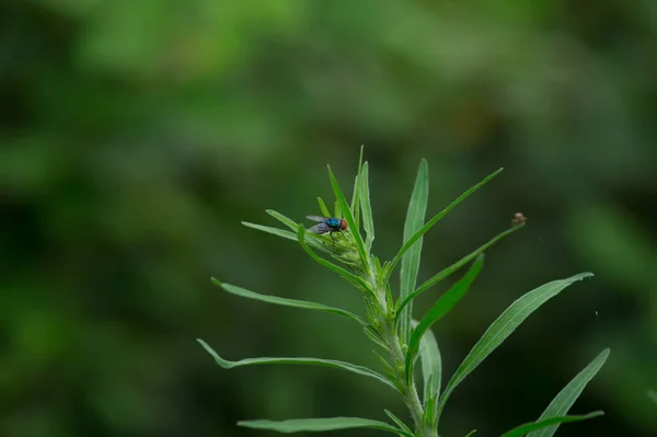 Uma Mosca Tarragon Verde Fundo Embaçado — Fotografia de Stock