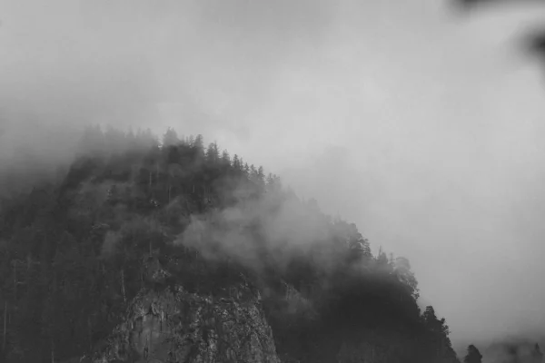 Una Hermosa Foto Bosque Espeso Día Niebla — Foto de Stock