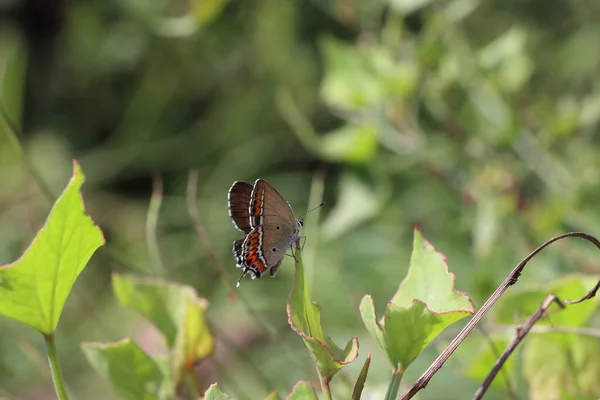 Tiro Close Uma Bela Borboleta Uma Planta — Fotografia de Stock