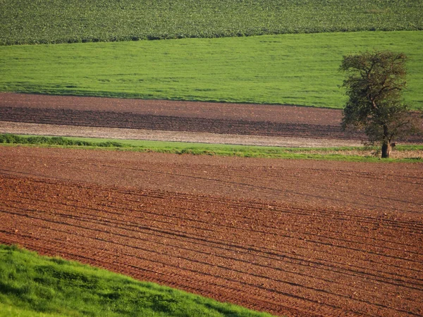 Uno Splendido Prato Agricolo Con Parti Separate Piantare Diverse Specie — Foto Stock