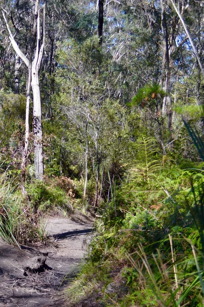 Stromy Jižním Lawsonu Vodopád Circuit Walk Modrých Horách Austrálie — Stock fotografie
