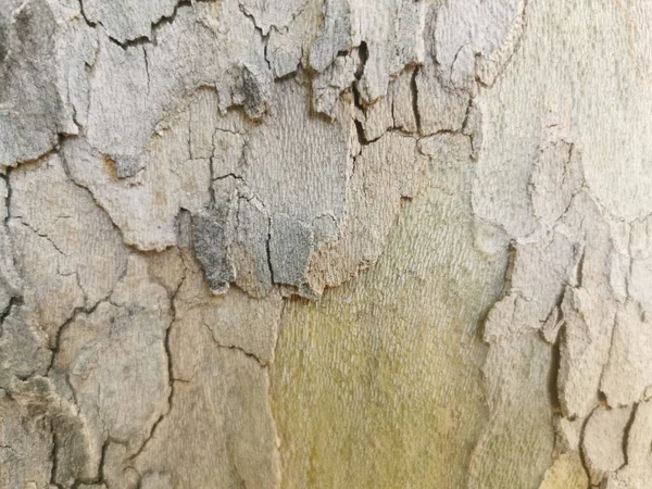 Closeup Rough Tree Trunk Crust — Stock Photo, Image