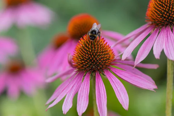 Bir Yaban Arısı Bombus Çiçek Açmış Bir Konfeksiyon Çiçeğinin Echinacea — Stok fotoğraf