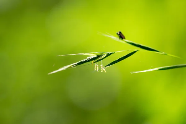 Primo Piano Insetto Una Pianta Una Natura — Foto Stock