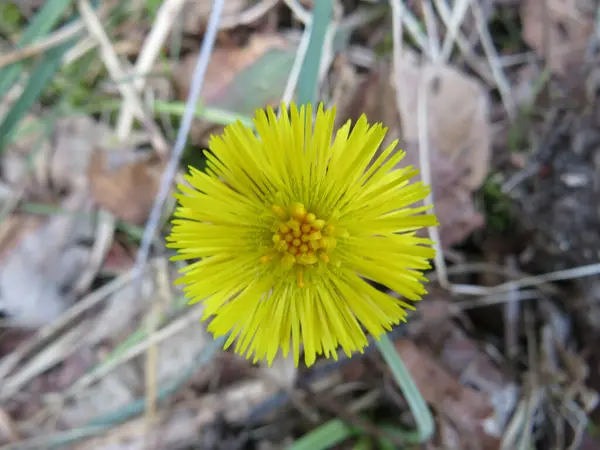 Вид Сверху Растущий Цветок Coltsfoot Размытом Естественном Фоне — стоковое фото