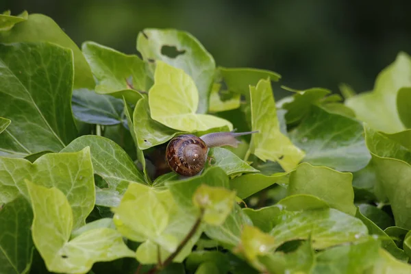 院子里绿叶上的一个花园蜗牛 — 图库照片