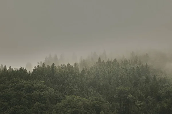 Bel Colpo Una Fitta Foresta Una Giornata Nebbiosa — Foto Stock