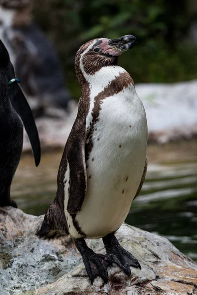 石の上のフンボルトペンギン シュフェナスキス フンボルティ の選択 — ストック写真