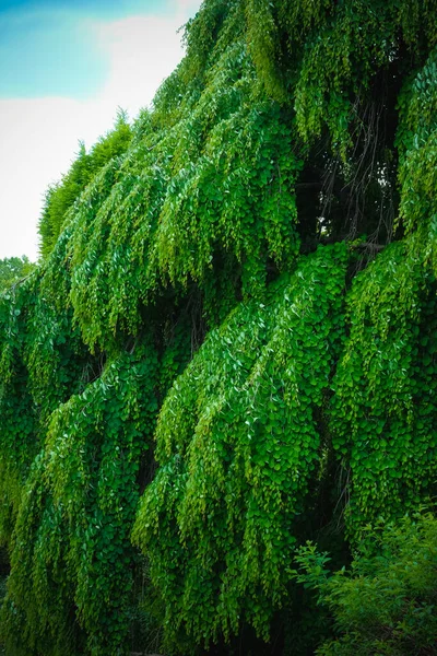 青い空に背を向ける公園の美しい緑の木 — ストック写真