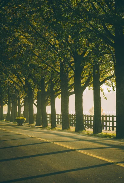 Een Verticaal Schot Van Prachtige Bomen Aan Kant Van Een — Stockfoto