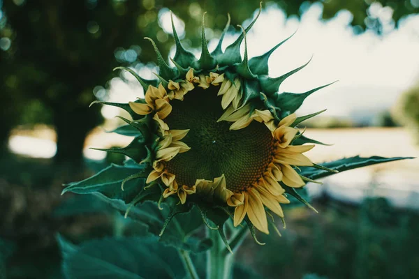 向日葵在田野里对向日葵的选择性聚焦拍摄 — 图库照片