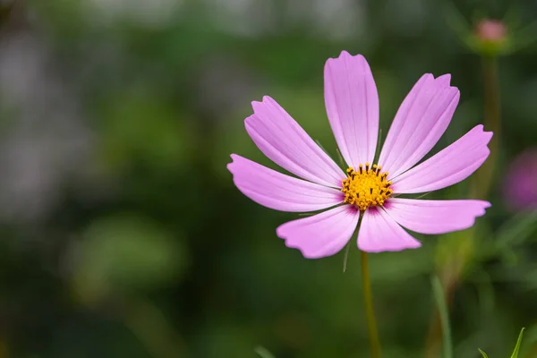 Selective Focus Shot Cosmos Flower Outdoors Sunlight — Stock Photo, Image